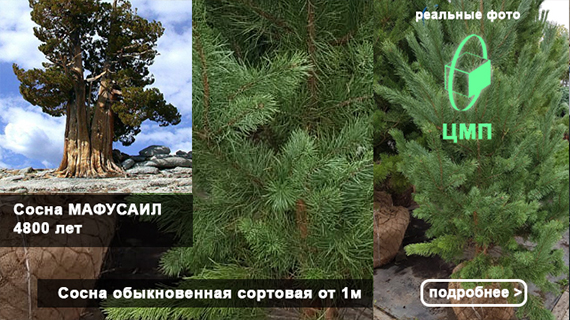 Сосны от ЦМП высочайшего качества! Ровно такие же как сосна МАФУСАИЛ. Этой сосне более 4800 лет и она прекрасно себя чувствует.