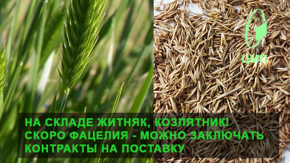 НОВЫЙ УРОЖАЙ СЕМЯН ЖИТНЯКА И ДРУГИХ КУЛЬТУР ПОСТУПИЛ НА СКЛАД!