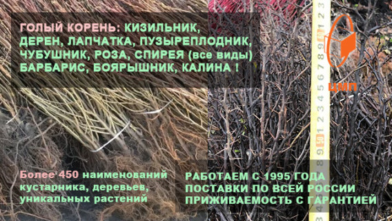 СЕЗОН 2025 ПОСАДКИ (ОКС ГОЛЫЙ КОРЕНЬ) ИДЕТ ПО ПЛАНУ. ЗАКАЗЫВАЙТЕ